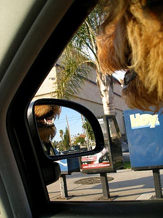 Bogart in the Car