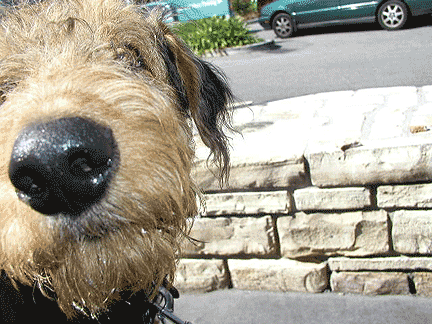 Bogart Handsome Devil Airedale Terrier