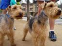 Bogart and the Welsh Terriers