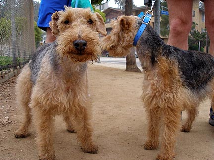 Bogart and the Welsh Terriers