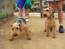 Bogart and the Welsh Terriers