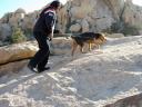 Airedale in the Desert