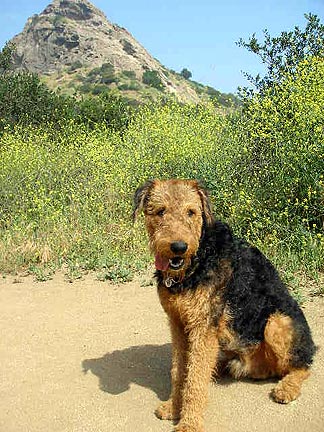 Bogart in Griffith Park