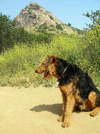 Bogart in Griffith Park