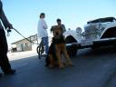 Airedale in the Desert