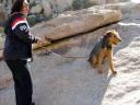 Airedale in the Desert