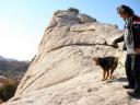 Airedale in the Desert