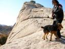 Airedale in the Desert