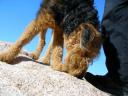 Airedale in the Desert