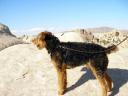 Airedale in the Desert