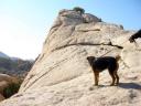 Airedale in the Desert