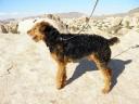 Airedale in the Desert