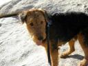 Airedale in the Desert