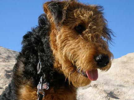 Airedale in the Desert