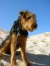 Airedale in the Desert