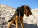 Airedale in the Desert