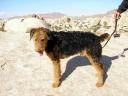 Airedale in the Desert