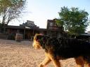 Airedale in the Desert