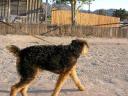 Airedale in the Desert