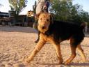 Airedale in the Desert