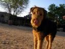 Airedale in the Desert