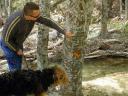 Airedale in the Desert