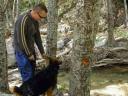 Airedale in the Desert