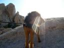 Airedale in the Desert