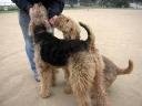 Airedales!!!!