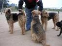 Airedales!!!!