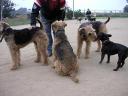 Airedales!!!!