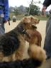 Airedales!!!!