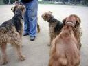 Airedales!!!!