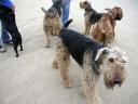 Airedales!!!!