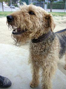 Airedales!!!!