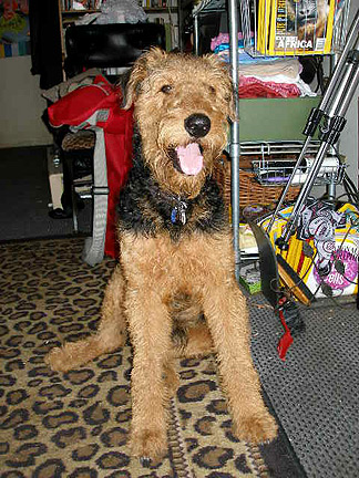 Bogie and the Goodyear Blimp