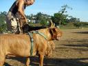 Bogart at the Dog Park