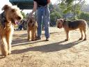 Bogart at the Dog Park