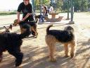 Bogart at the Dog Park