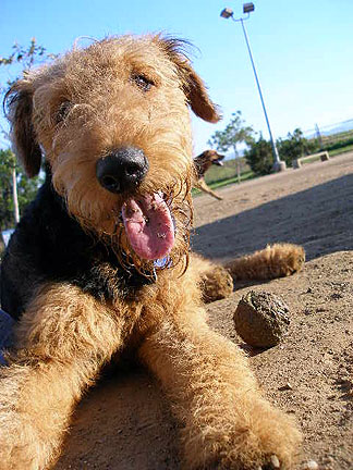 Bogart at the Dog Park