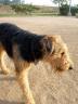 Bogart, King of Terriers at the Silverlake Dog Park