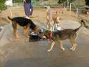 Bogart, King of Terriers at the Silverlake Dog Park