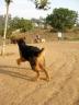 Bogart, King of Terriers at the Silverlake Dog Park