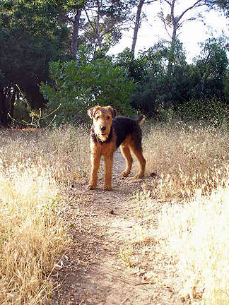 Bogie at the Park