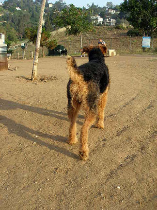 Bogart, King of Terriers at the Silverlake Dog Park