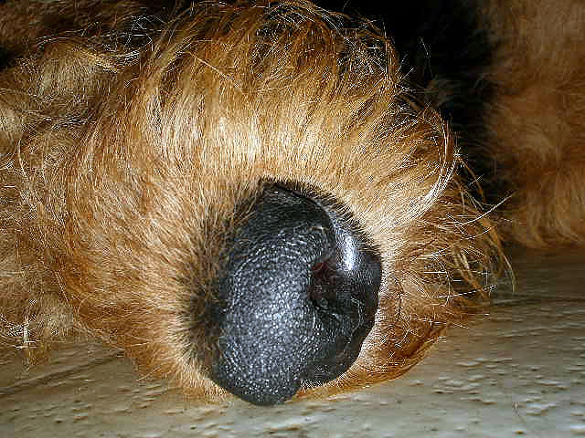 Airedale Nose