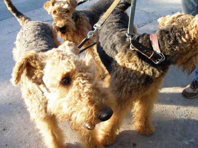 Airedales!!!!