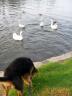 Bogart and the Ducks