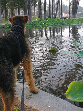 Sweating with the Ducks