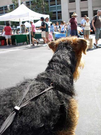 Bogart at the Flea Market